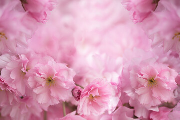 Blossoming sakura tree, pink flower buds close-up. Cherry. Floral spring background. Copy space
