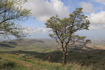 A trees with a rounded crown and young foliage stands in the foreground, against the backdrop of a...