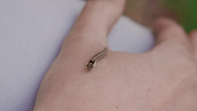 A green caterpillar crawls on a person's clothes and arm. Treatment of fear of insects. Ultra HD