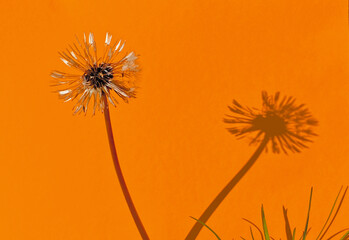 Pusteblume mit Schatten auf orangen Hintergrund