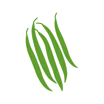 Vector illustration of pods of green beans isolated on white background. Healthy food and vegetarian nutrition. Vegetables flat illustration for organic farming market.