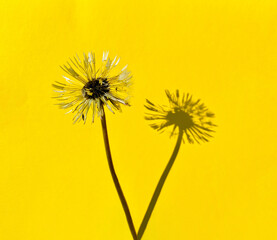 Pusteblume mit Schatten auf gelber Hintergrund Stengel stehen zusammen