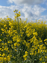 Rapsfeld, eine Rapsblüte steht höher als die anderen, darüber blauer Himmel mit Quellwolken- Makroaufnahme