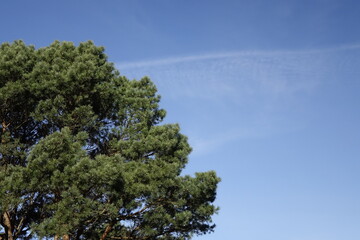 Low angle view: Right top of large pine tree (Pinus, Pinoideae) under a blue spring sky (horizontal), Sahlenburg, Lower Saxony, Germany