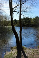 Small lake Finkenmoorteich in sandy natural protection habitat Wernerwald, sunny spring day (vertical), Sahlenburg, Lower Saxony, Germany