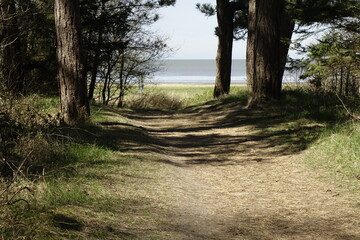 Sandy forest trail with pine needles leading from Wernerwald to the North Sea beach, sunny spring...