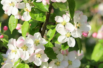 Blooming apple tree in May. Horizontal poster with small white and pink apple flowers.