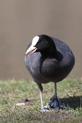 coot duck, unique bird, 