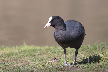 coot duck, unique bird, 
