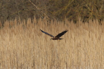 marsh harrier bird, moor buzzard