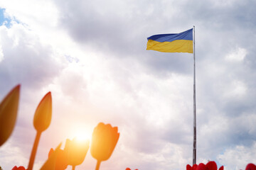Flag of Ukraine on a high flagpole isolated against a blue sky and red tulips in the foreground. Symbols of Ukraine. Sun rays. The concept of freedom of an independent free country.