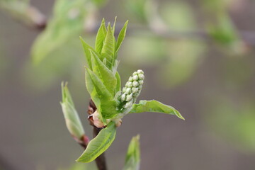 bud of a plant