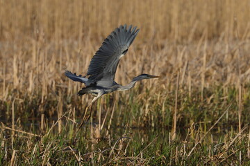 blue heron in flight