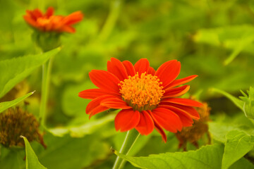Orange-red fuchsia flowers blooming in Chatuchak Park, Bangkok, Thailand 