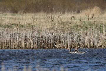 wild greylag goose