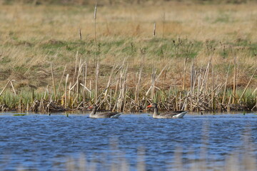 wild greylag goose