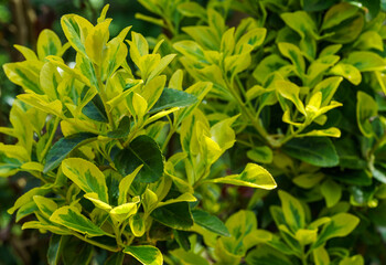 Euonymus japonicus Aureo-Marginata with variegated green-yellow leaves. Elegant background for...