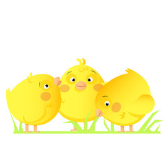 Three cute yellow chicks