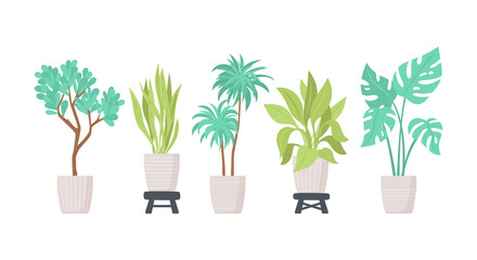 A set of potted plants for the interior. Vector isolated flat illustration