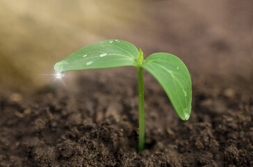 Cucumber seedling with dew drop closeup