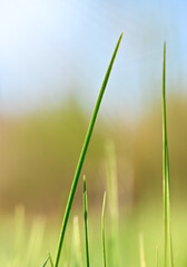 Several blades of grass against a blurred sky