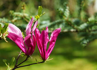 Large pink flowers Magnolia Susan (Magnolia liliiflora x Magnolia stellata). Beautiful blooming in spring garden. Selective close-up focus. Nature concept for design. Place for your text.