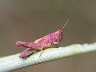 Field Grasshopper