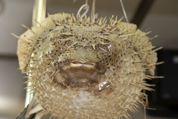 Dried puffer fish at the market © Andrea Izzotti