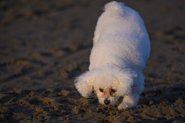 cane barboncino con pelo bianco che corre felice sulla spiaggia in riva al mare - 503691008