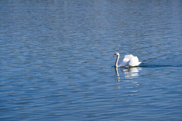White swan swimming on Lake Zürich at City of Rapperswil-Jona, Canton St. Gallen, on a sunny spring day. Photo taken April 28th, 2022, Rapperswil-Jona, Switzerland.