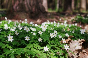 first white flowers in the forest in spring sunny day