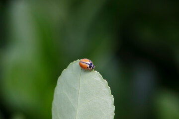 A ladybug lives in the wild, North China