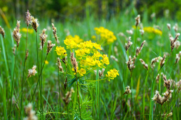 flowers in the grass