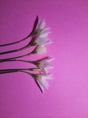 Naklejka premium Chocolate flowers on pink papers