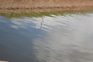 Abstraction reflected in water with ripples