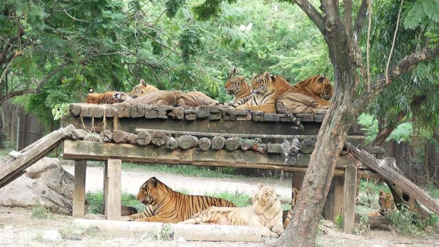 Group tiger in the zoo