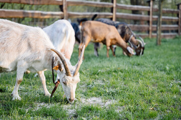 A several goats grazed on a meadow and eating grass and flowers in spring time. Goat's farm.