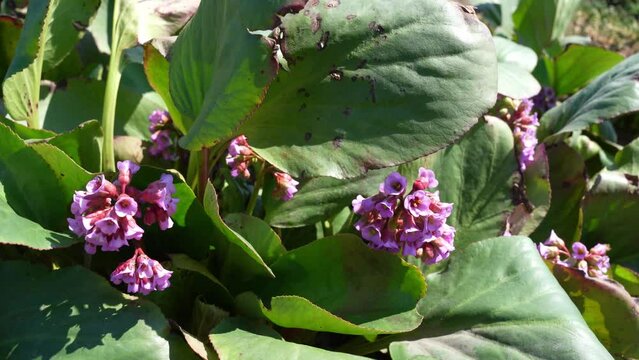 flowering Bergenia. useful plants. wild mountain tea