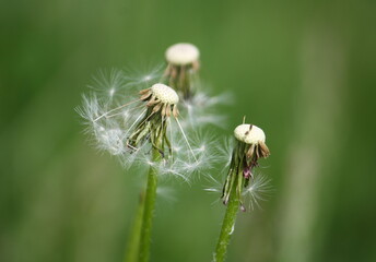 Nahaufnahme einer Pusteblume