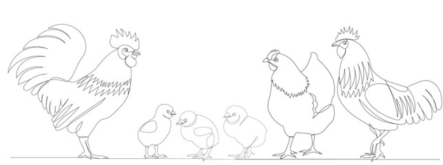 rooster, chicks and hen drawing in one continuous line, isolated, vector