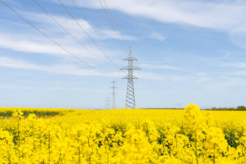 A line of electric poles with cables of electricity in a rape field with a blue sky in background.