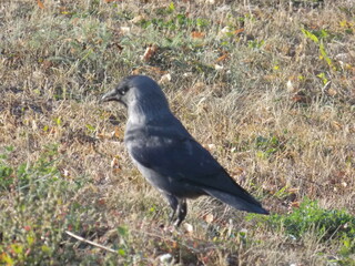 crow on the ground