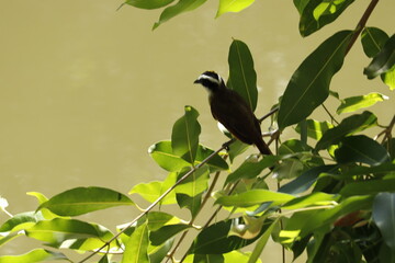 bird on a branch