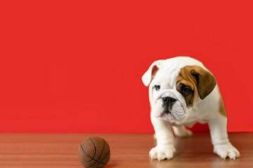 English bulldog. Pets. Thoroughbred dog with a toy on a red background. Copy space