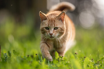 Tabby ginger cat resting on the lawn in the spring garden
