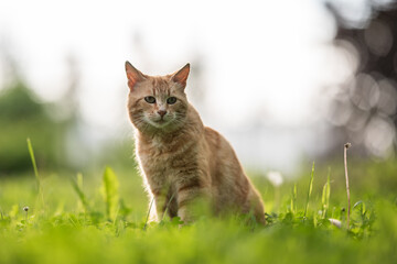 Tabby ginger cat resting on the lawn in the spring garden