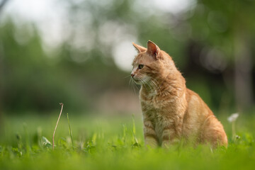 Naklejka na ściany i meble Tabby ginger cat resting on the lawn in the spring garden