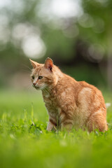 Tabby ginger cat resting on the lawn in the spring garden