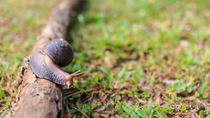 Close-up of the snail Helix pomatia or burgundy. mollusks move or crawl on the log in the nature .invertebrates animal concept.