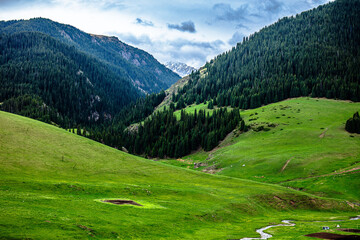 alpine meadow in the mountains